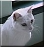 Purrless