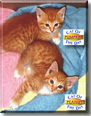 Peanut and Pumpkin, the Cats of the Day