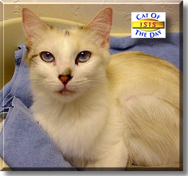 Isis, the Cat of the Day