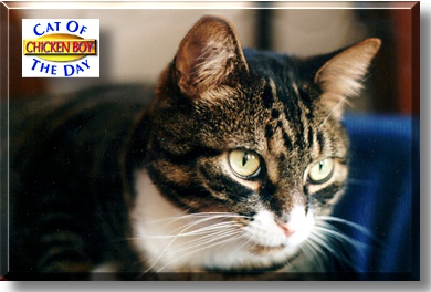 Chicken Boy, the Cat of the Day