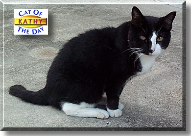 Kathy, the Cat of the Day