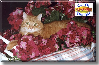 Humphrey, the Cat of the Day