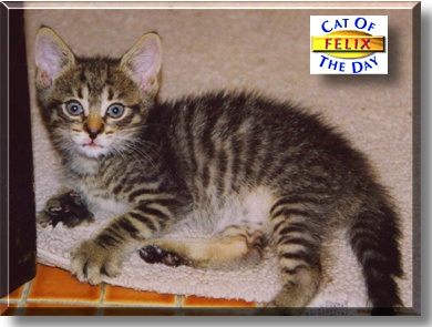 Felix, the Cat of the Day