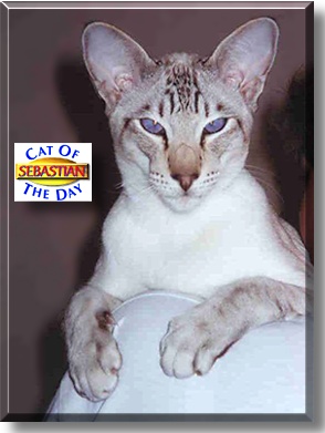 Sebastian, the Cat of the Day