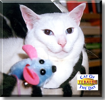 Tebaldi, the Cat of the Day