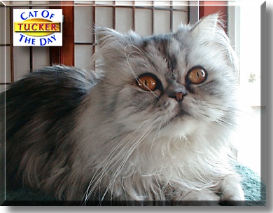 Tucker, the Cat of the Day