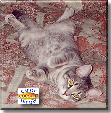 Cocotte, the Cat of the Day