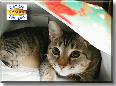 Symba, the Cat of the Day