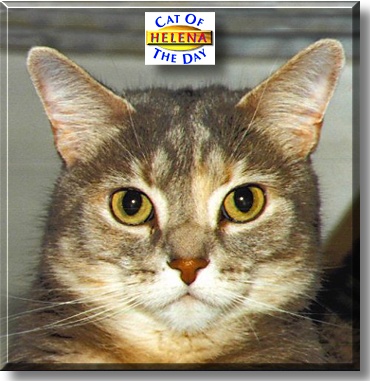 Helena, the Cat of the Day