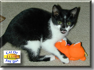 Ellie, the Cat of the Day