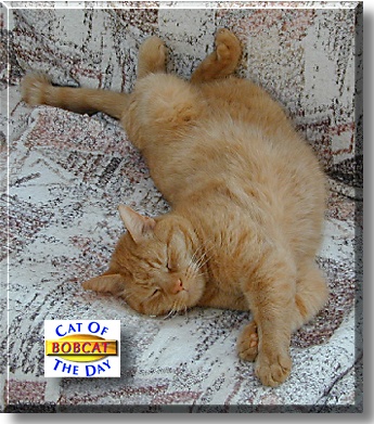 Bobcat, the Cat of the Day