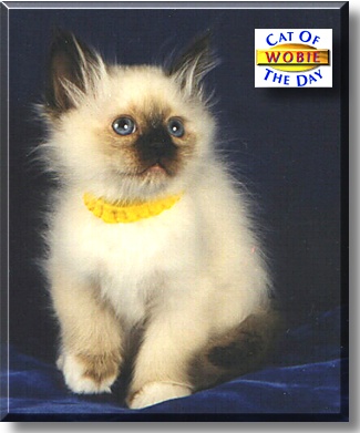 Wobie, the Cat of the Day
