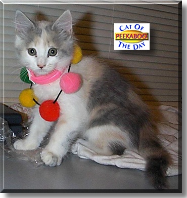 Peekaboo, the Cat of the Day