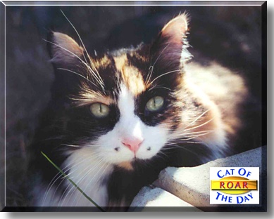 Roar, the Cat of the Day