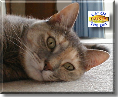 Daisey, the Cat of the Day