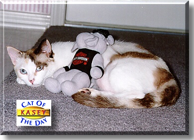 Kasey, the Cat of the Day