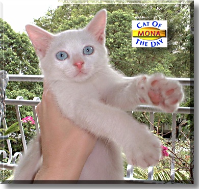 Mona, the Cat of the Day