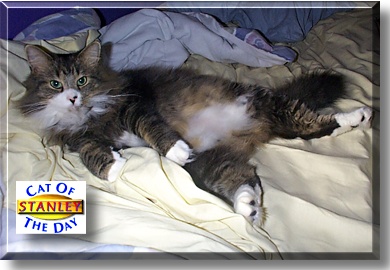 Stanley, the Cat of the Day