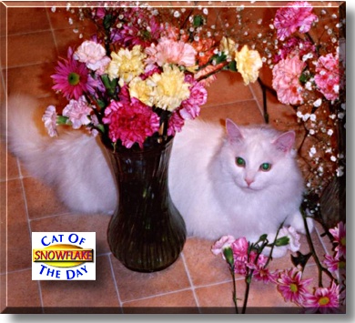 Snowflake, the Cat of the Day