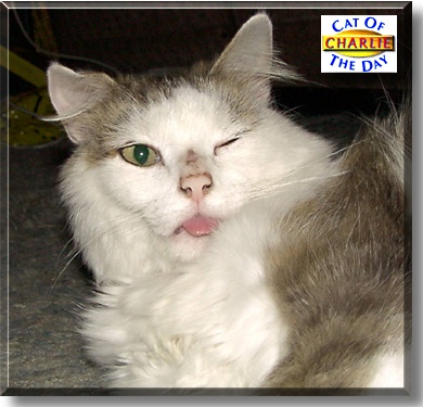 Charlie, the Cat of the Day