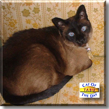 Tabu, the Cat of the Day