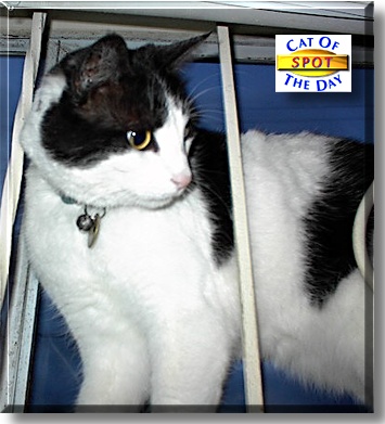 Spot, the Cat of the Day