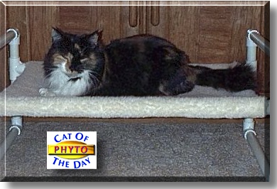 Phytoplankton, the Cat of the Day