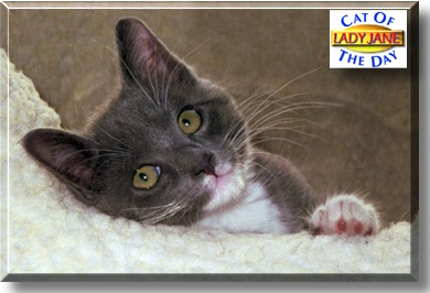 Lady Jane Grey, the Cat of the Day