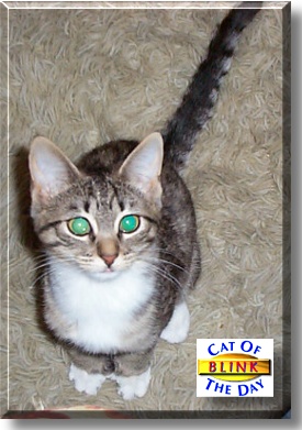 Lady Jane Grey, the Cat of the Day