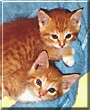 Peanut, Pumpkin