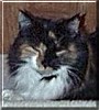 Phyto