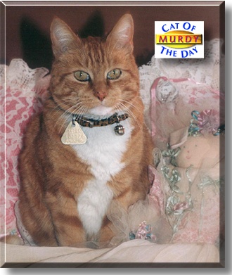 Murdy, the Cat of the Day