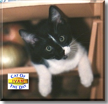 Ivan, the Cat of the Day