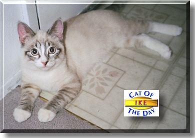 Ike, the Cat of the Day