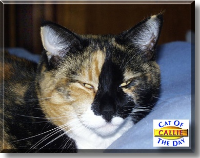 Callie, the Cat of the Day