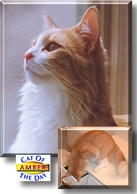 Amber, the Cat of the Day