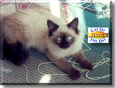 Tessie Jo, the Cat of the Day
