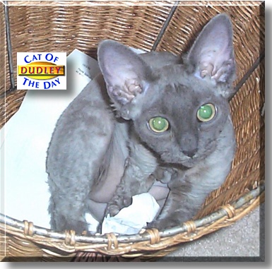 Dudley do-Right, the Cat of the Day