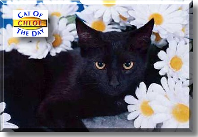 Chloe, the Cat of the Day