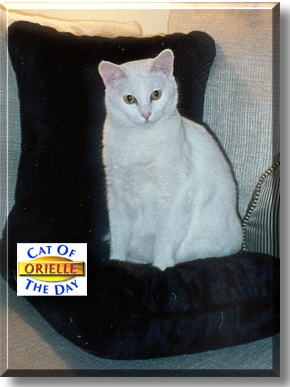 Orielle, the Cat of the Day