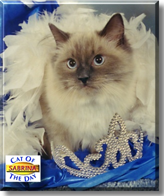 Sabrina, the Cat of the Day