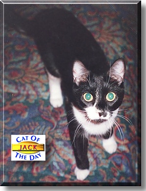 Jack, the Cat of the Day