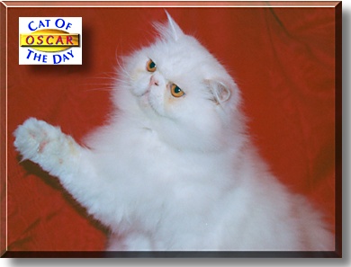 Oscar, the Cat of the Day