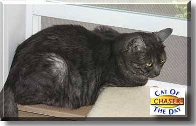 Chaser, the Cat of the Day