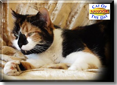 Nanook, the Cat of the Day