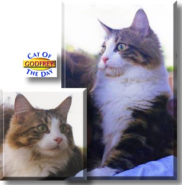 Godfrey, the Cat of the Day