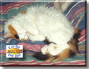 Machu, the Cat of the Day