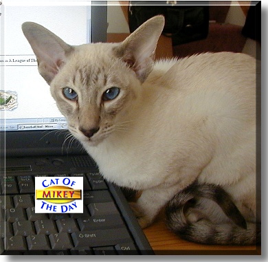 Mikey, the Cat of the Day