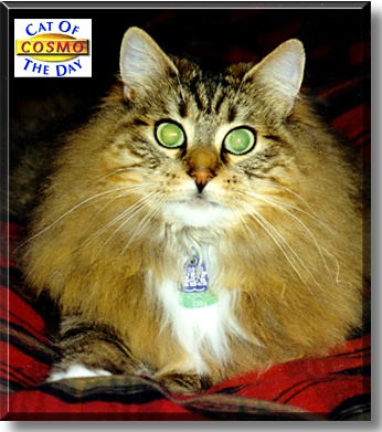 Cosmo, the Cat of the Day