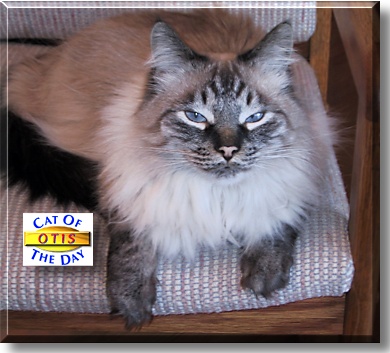 Otis, the Cat of the Day